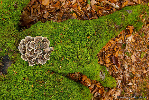 Paddenstoelen, Bart Fotografie-0212