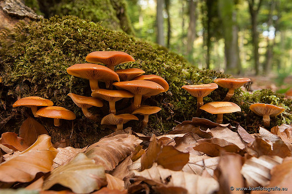 Paddenstoelen, Bart Fotografie-0214