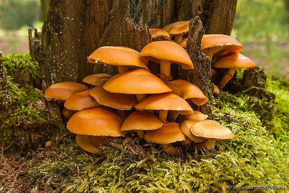 Paddenstoelen, Bart Fotografie-0215