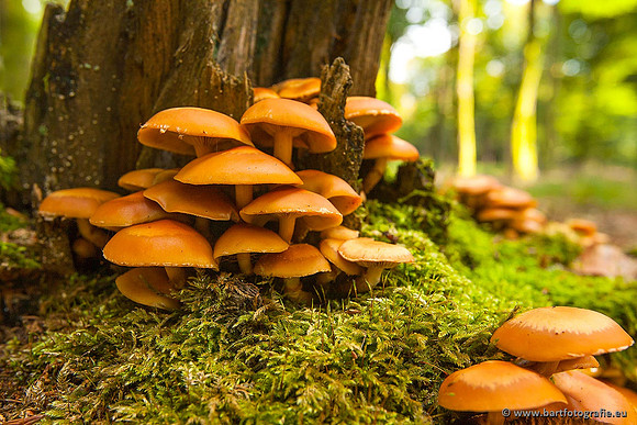 Paddenstoelen, Bart Fotografie-0216