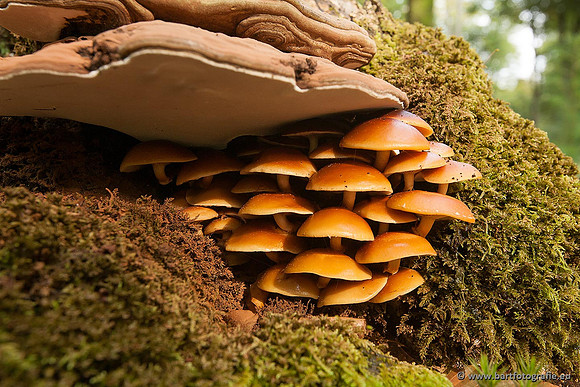 Paddenstoelen, Bart Fotografie-0217