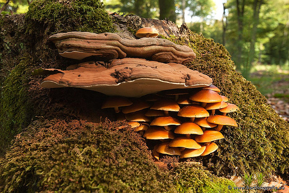 Paddenstoelen, Bart Fotografie-0218