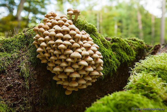 Paddenstoelen, Bart Fotografie-0220