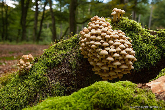 Paddenstoelen, Bart Fotografie-0219
