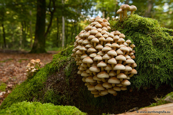 Paddenstoelen, Bart Fotografie-0221