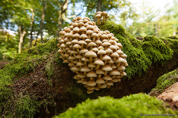 Paddenstoelen, Bart Fotografie-0222