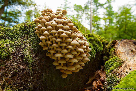 Paddenstoelen, Bart Fotografie-0223