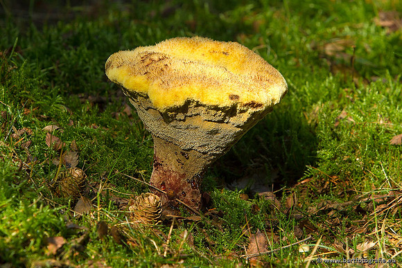 Paddenstoelen, Bart Fotografie-0224