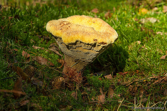 Paddenstoelen, Bart Fotografie-0225