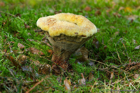 Paddenstoelen, Bart Fotografie-0226