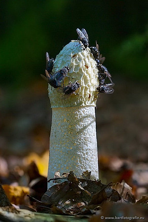 Paddenstoelen, Bart Fotografie-0227