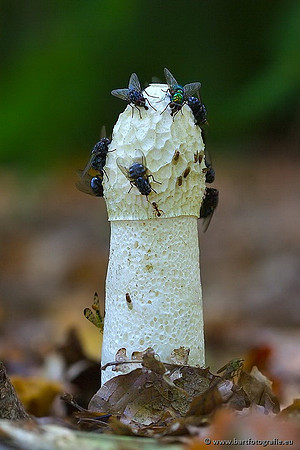 Paddenstoelen, Bart Fotografie-0228