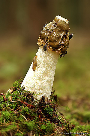 Paddenstoelen, Bart Fotografie-0229