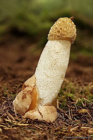 Paddenstoelen, Bart Fotografie-0230