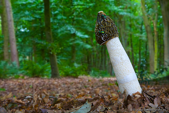 Paddenstoelen, Bart Fotografie-0231