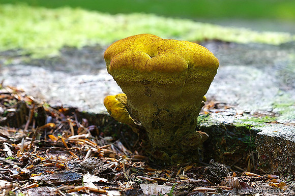 Paddenstoelen, Bart Fotografie-0232