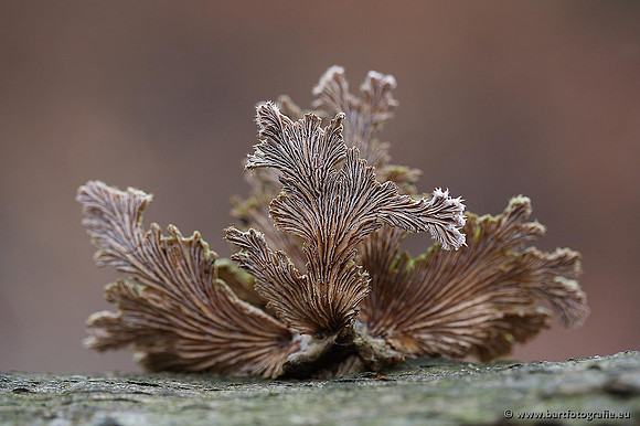 Paddenstoelen, Bart Fotografie-0233