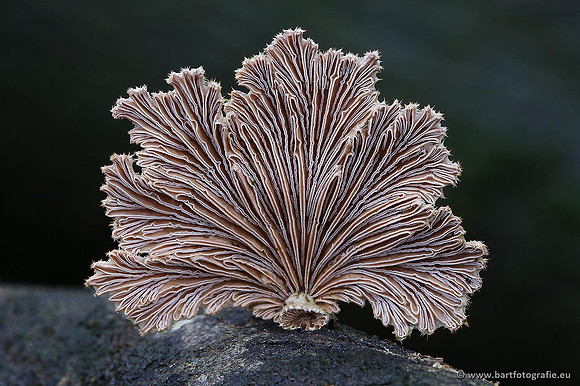 Paddenstoelen, Bart Fotografie-0234