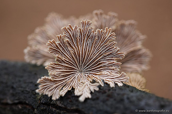 Paddenstoelen, Bart Fotografie-0235