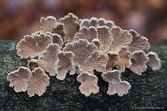 Paddenstoelen, Bart Fotografie-0236