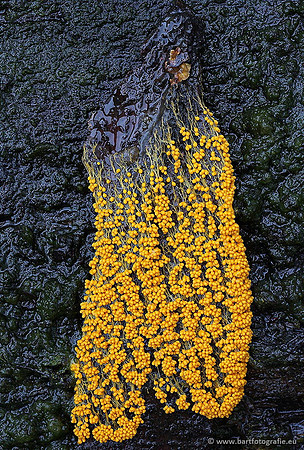 Paddenstoelen, Bart Fotografie-0237