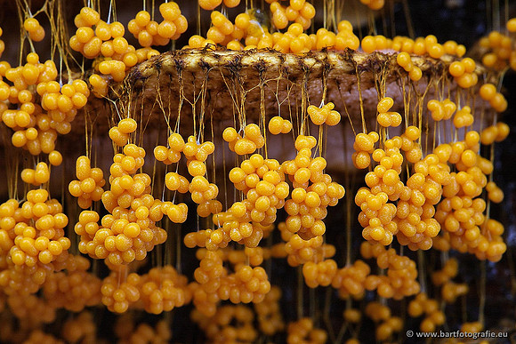 Paddenstoelen, Bart Fotografie-0238