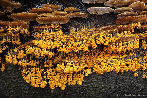 Paddenstoelen, Bart Fotografie-0239