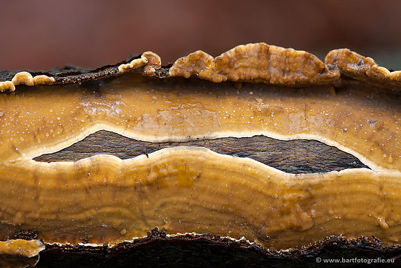 Paddenstoelen, Bart Fotografie-0240