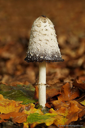 Paddenstoelen, Bart Fotografie-0241