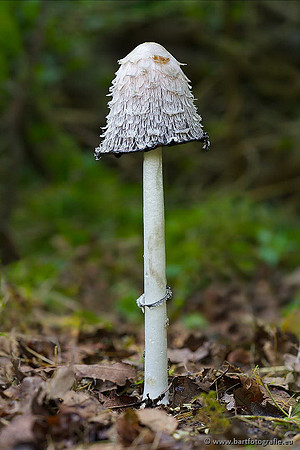Paddenstoelen, Bart Fotografie-0242