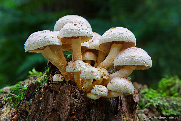 Paddenstoelen, Bart Fotografie-0243