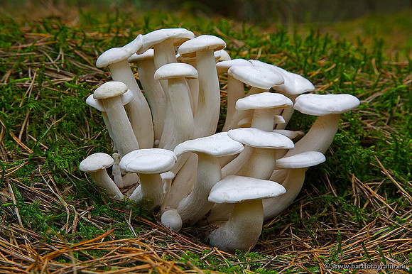 Paddenstoelen, Bart Fotografie-0244