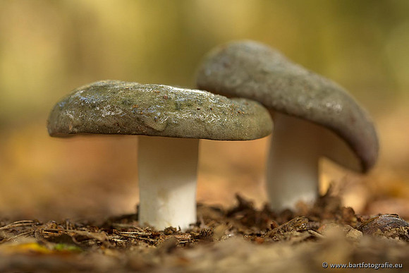Paddenstoelen, Bart Fotografie-0246