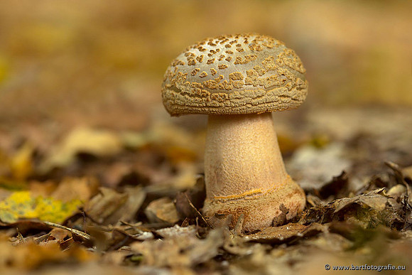 Paddenstoelen, Bart Fotografie-0245