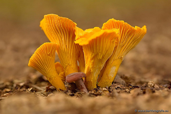 Paddenstoelen, Bart Fotografie-0247