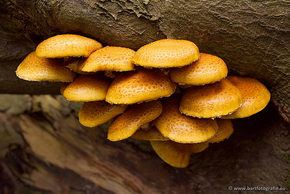 Paddenstoelen, Bart Fotografie-0248