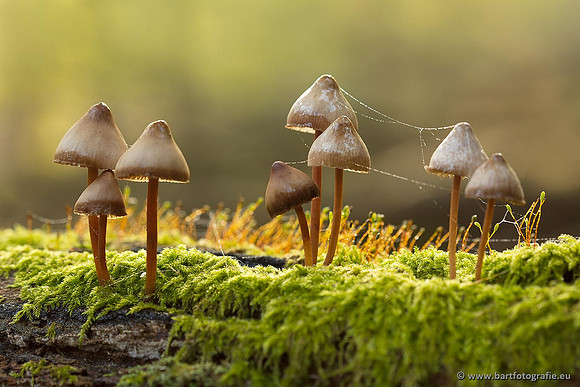 Paddenstoelen, Bart Fotografie-0249