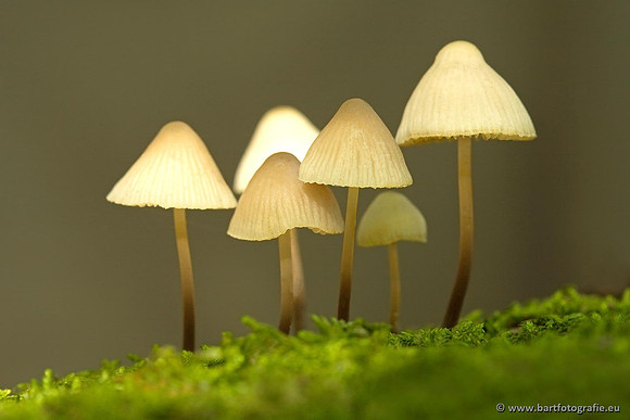Paddenstoelen, Bart Fotografie-0250