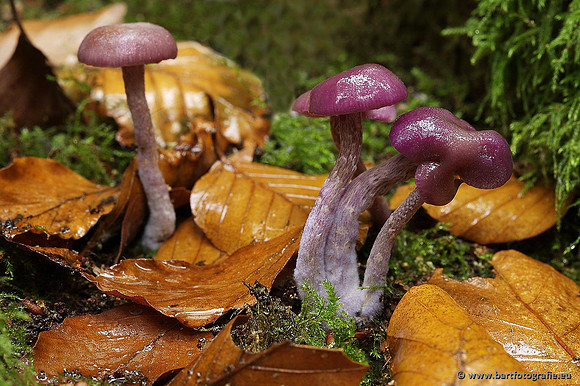 Paddenstoelen, Bart Fotografie-0252