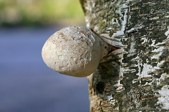 Paddenstoelen, Bart Fotografie-0251