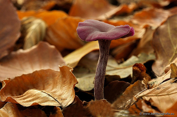 Paddenstoelen, Bart Fotografie-0253