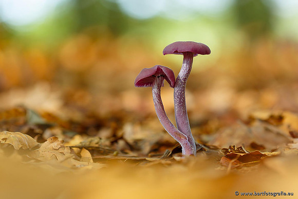 Paddenstoelen, Bart Fotografie-0254