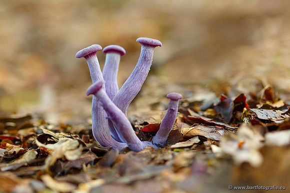 Paddenstoelen, Bart Fotografie-0255