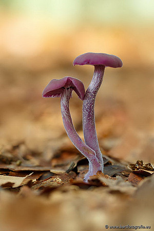 Paddenstoelen, Bart Fotografie-0256