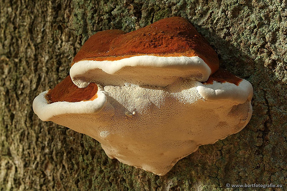 Paddenstoelen, Bart Fotografie-0257