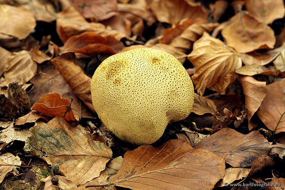 Paddenstoelen, Bart Fotografie-0258