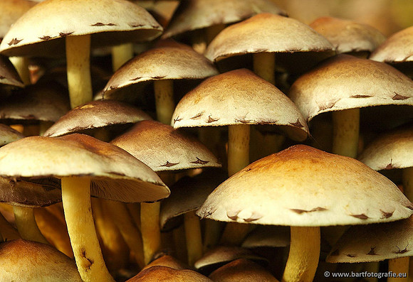 Paddenstoelen, Bart Fotografie-0259