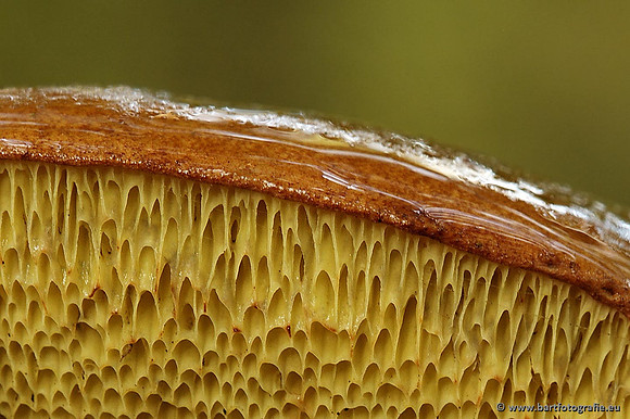 Paddenstoelen, Bart Fotografie-0260