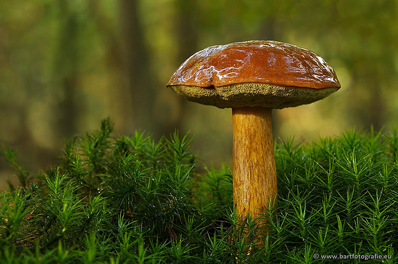 Paddenstoelen, Bart Fotografie-0261