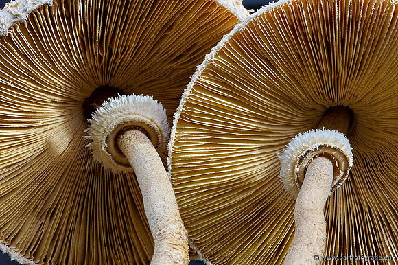 Paddenstoelen, Bart Fotografie-0262